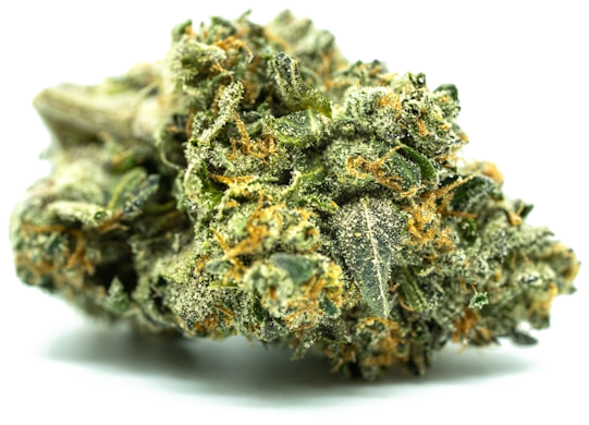 Cannabis bud